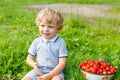 Little kid boy picking strawberries on farm, outdoors. Royalty Free Stock Photo