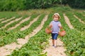 Little kid boy picking strawberries on farm, outdoors. Royalty Free Stock Photo