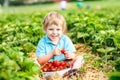 Little kid boy picking strawberries on farm, outdoors. Royalty Free Stock Photo