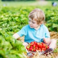 Little kid boy picking strawberries on farm, outdoors. Royalty Free Stock Photo