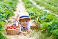 Little kid boy picking strawberries on organic bio farm, outdoors. Royalty Free Stock Photo