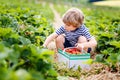 Little kid boy picking strawberries on organic bio farm, outdoors. Royalty Free Stock Photo