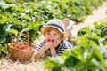 Little kid boy picking strawberries on organic bio farm, outdoors. Royalty Free Stock Photo