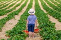 Little kid boy picking strawberries on organic bio farm, outdoors. Royalty Free Stock Photo