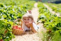 Little kid boy picking strawberries on organic bio farm, outdoors. Royalty Free Stock Photo