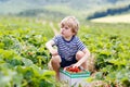 Little kid boy picking strawberries on organic bio farm, outdoors. Royalty Free Stock Photo