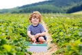 Little kid boy picking strawberries on organic bio farm, outdoors. Royalty Free Stock Photo