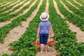 Little kid boy picking strawberries on organic bio farm, outdoors. Royalty Free Stock Photo