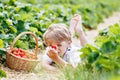 Little kid boy picking strawberries on organic bio farm, outdoors. Royalty Free Stock Photo