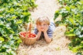 Little kid boy picking strawberries on organic bio farm, outdoors. Royalty Free Stock Photo