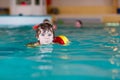Little kid boy with swimmies learning to swim in an indoor pool Royalty Free Stock Photo