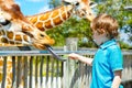 Little kid boy watching and feeding giraffe in zoo Royalty Free Stock Photo