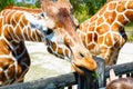 Little kid boy watching and feeding giraffe in zoo Royalty Free Stock Photo