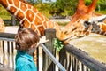 Little kid boy watching and feeding giraffe in zoo. Happy child having fun with animals safari park on warm summer day Royalty Free Stock Photo