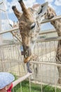 Little kid boy watching and feeding giraffe in zoo. Happy child having fun with animals safari park on warm summer day. vertical Royalty Free Stock Photo