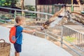 Little kid boy watching and feeding giraffe in zoo. Happy kid having fun with animals safari park on warm summer day Royalty Free Stock Photo