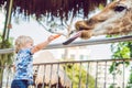 Little kid boy watching and feeding giraffe in zoo. Happy kid having fun with animals safari park on warm summer day Royalty Free Stock Photo