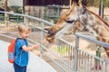 Little kid boy watching and feeding giraffe in zoo. Happy kid having fun with animals safari park on warm summer day Royalty Free Stock Photo