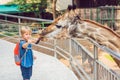 Little kid boy watching and feeding giraffe in zoo. Happy kid having fun with animals safari park on warm summer day Royalty Free Stock Photo
