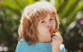 Little kid eating strawberry in nature. Child enjoys a delicious berry on green summer background. Close up kids happy Royalty Free Stock Photo