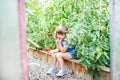 Little girl in the greenhouse with tomato plants Royalty Free Stock Photo