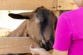 Little kid girl with domestic goat. Zoo, farm, love animal concept.