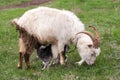 Little kid goat sucking milk from goat`s mom