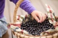 Little kid hand in the basket full of black currant berry Royalty Free Stock Photo