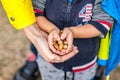 Little kid is holding acorns at his small hands with help of mother