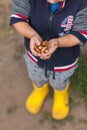 Little kid is holding acorns at his small hands