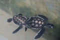 little kids turtles swim in the pool, underwater world of the ocean. saving animals in the Sea Turtles Conservation Research Proje