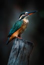 Little kingfisher bird