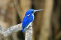 The little kingfisher Ceyx pusillus Kakadu National Park, Northern Territory, Australia