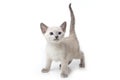 Little kitten Royalty Free Stock Photo