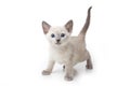 Little kitten Royalty Free Stock Photo