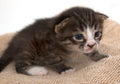 Little kitten sin the ground as a background Royalty Free Stock Photo