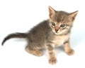 Little Kitten Royalty Free Stock Photo