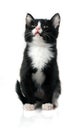 Little kitten Royalty Free Stock Photo