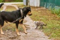 The little kitten is afraid of the dog sheepdog. Little grey cat and summer dogs Royalty Free Stock Photo