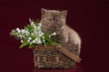 Little kitten against the background of the spring flowers.