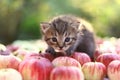Little kitten on the autumn apple background Royalty Free Stock Photo