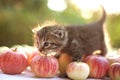 Little kitten on the autumn apple background Royalty Free Stock Photo