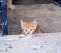 Little kitten in a basement . Tabby cat baby,mixed breed pet