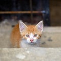 Little kitten in a basement . Tabby cat baby,mixed breed pet