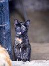 Little kitten in a basement . Tabby cat baby,mixed breed pet