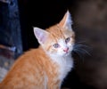 Little kitten in a basement . Tabby cat baby,mixed breed pet