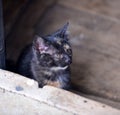 Little kitten in a basement . Tabby cat baby,mixed breed pet