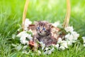 Little kitten in a basket Royalty Free Stock Photo