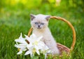 Little kitten in a basket with flowers Royalty Free Stock Photo