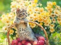 Little kitten in a basket Royalty Free Stock Photo